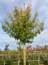 Acer campestre 'Elsrijk' Feldahorn 'Elsrijk'