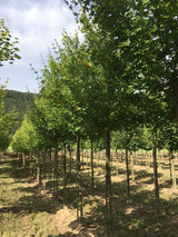 Acer campestre 'Elsrijk' Feldahorn 'Elsrijk'