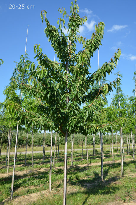 Prunus av.'Van'                        CAC Süßkirsche 'Van'                      5.KW