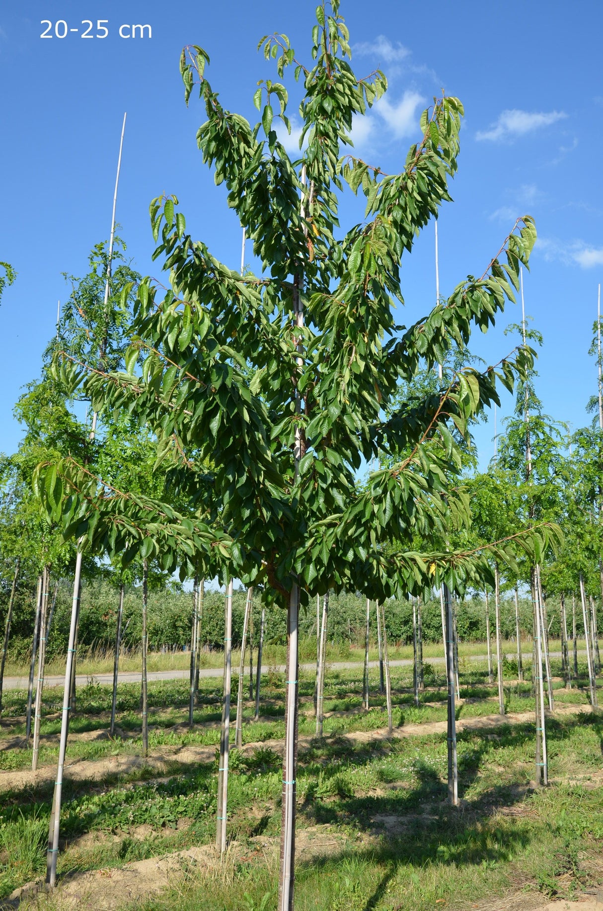 Prunus av.'Van'                        CAC Süßkirsche 'Van'                      5.KW