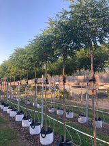Robinia pseudoac.'Umbraculifera' Kugelakazie