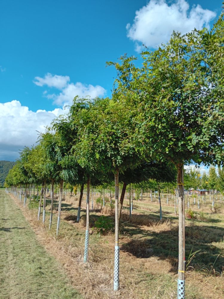 Robinia pseudoac.'Umbraculifera' Kugelakazie