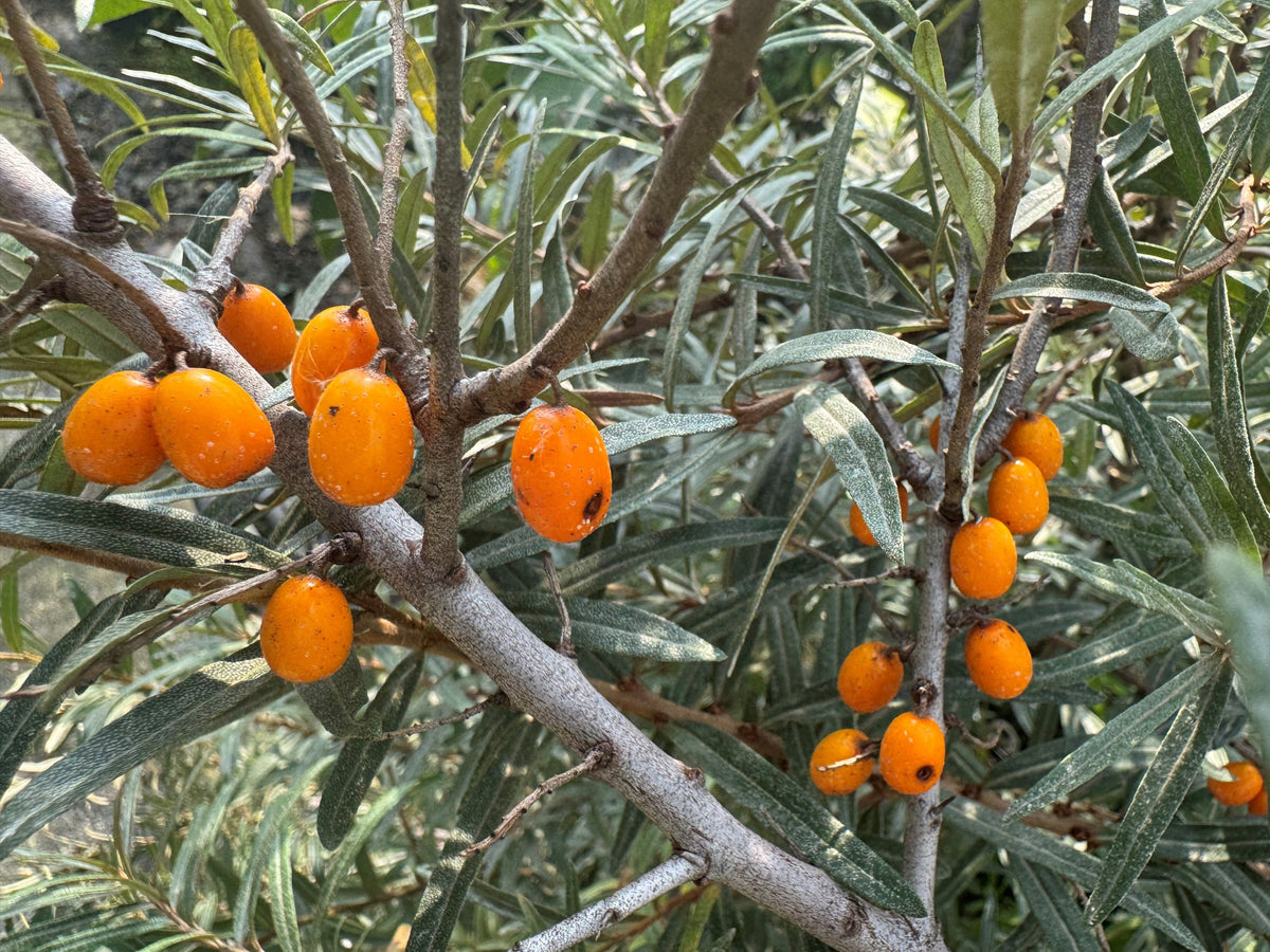 Hippophae rhamnoides 'Leikora' Sanddorn, weibl.'Leikora'