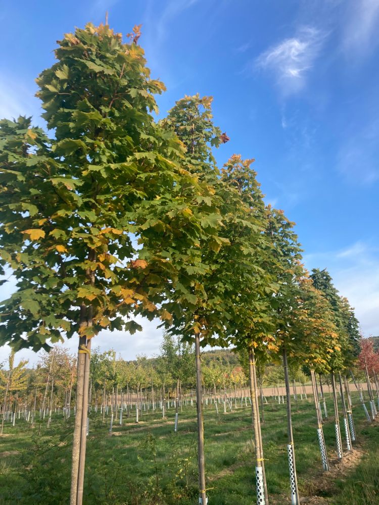 Acer platanoides 'Columnare' Säulenförmiger Spitzahorn 'Columnare'