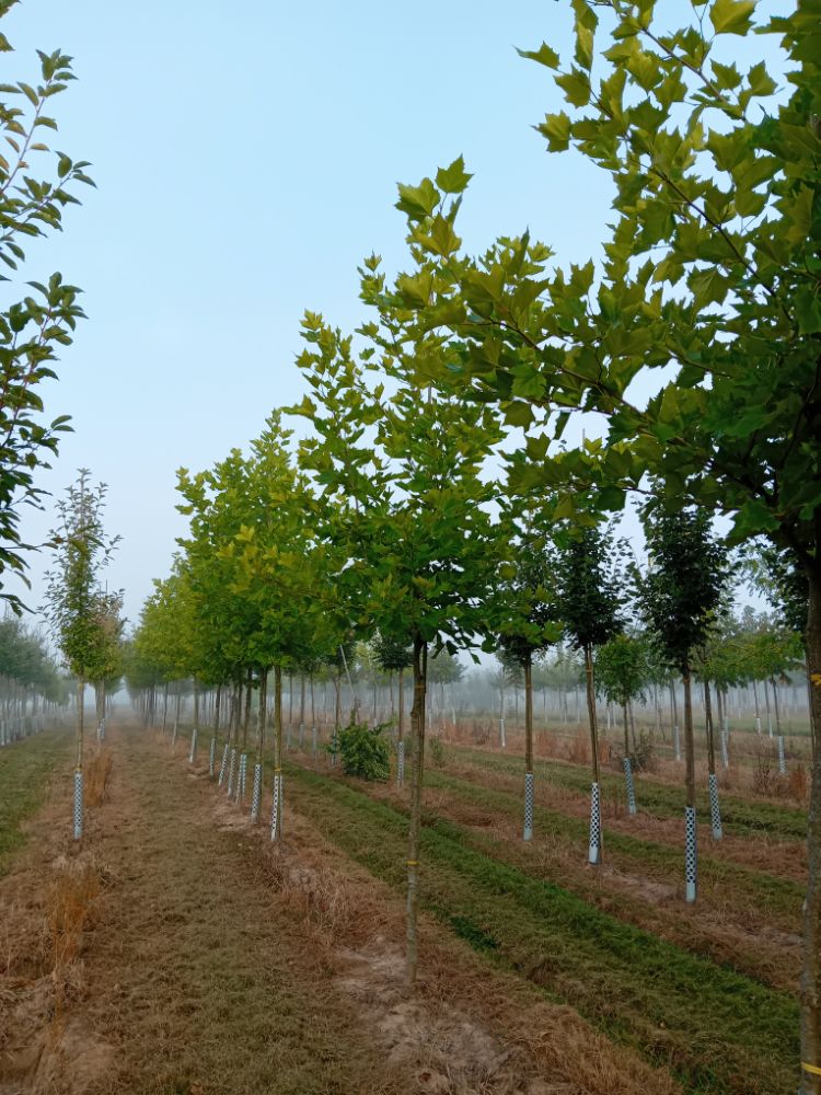 Platanus hispanica Platane