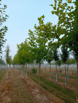 Platanus hispanica Platane