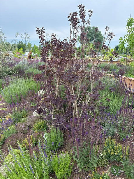Cotinus coggygria 'Royal Purple' Roter Perückenstrauch 'Royal Purple'