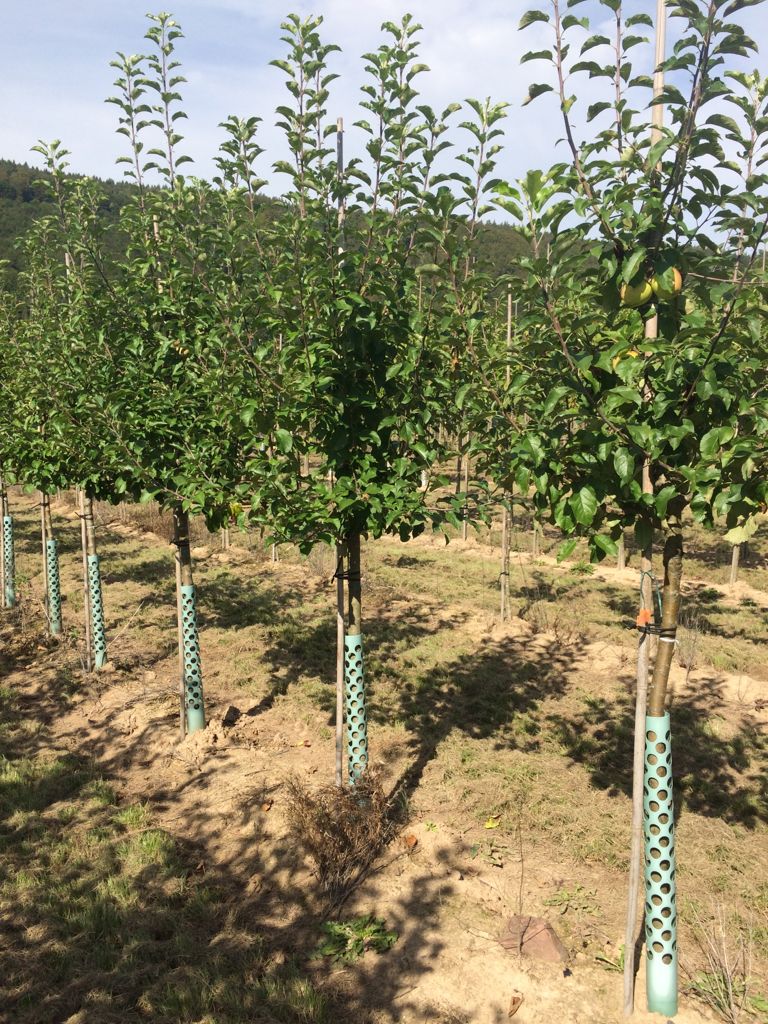 Malus 'Pinova'  -S-                    CAC Apfel 'Pinova'  -S-                 mittel