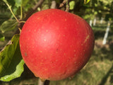 Malus 'Jonagold'                       CAC Apfel 'Jonagold'                    mittel