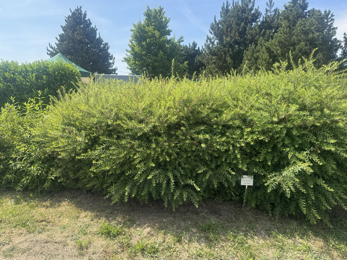 Spiraea cinerea 'Grefsheim' Weiße Rispenspiere