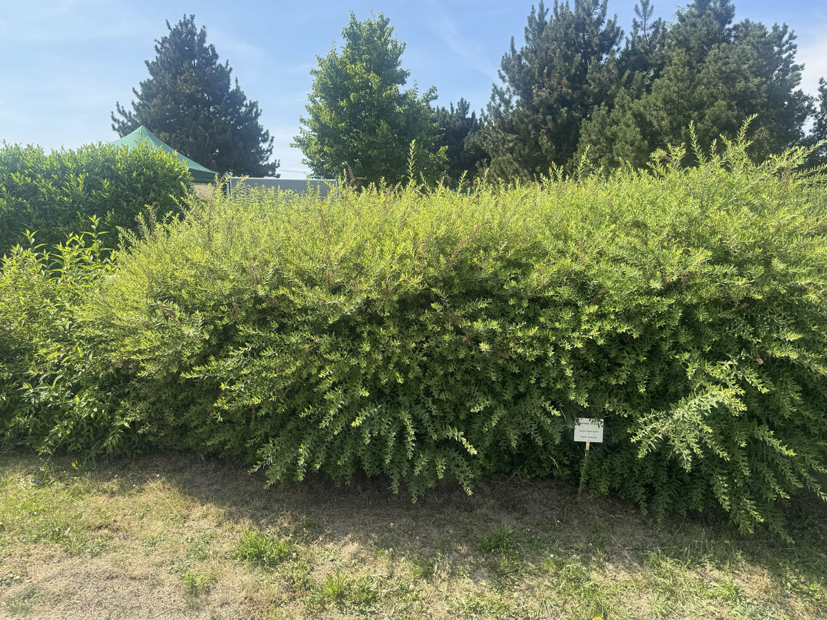 Spiraea cinerea 'Grefsheim' Weiße Rispenspiere