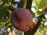 Prunus ital.'Graf Althans Renekl.'     CAC Reneklode 'Graf Althans Reneklode'  mittel