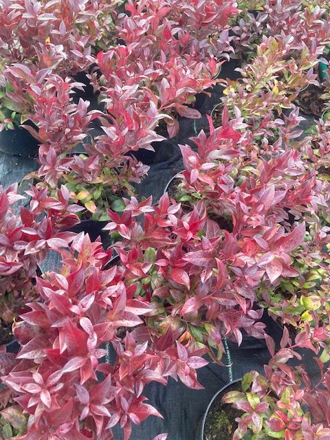Leucothoe 'Scarletta'  -R- Traubenmyrte 'Scarletta'  -R-