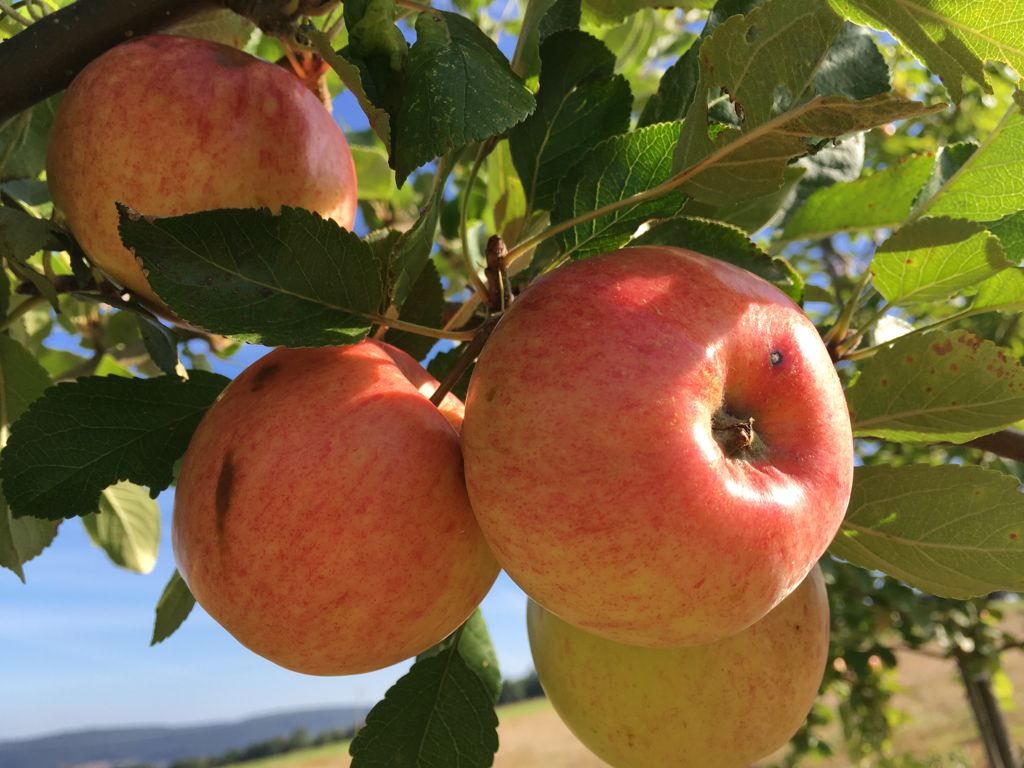 Malus 'James Grieve'                   CAC Apfel 'James Grieve'                mittel