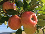 Malus 'James Grieve'                   CAC Apfel 'James Grieve'                mittel