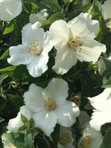 Philadelphus 'Belle Etoile' Gartenjasmin 'Belle Etoile'