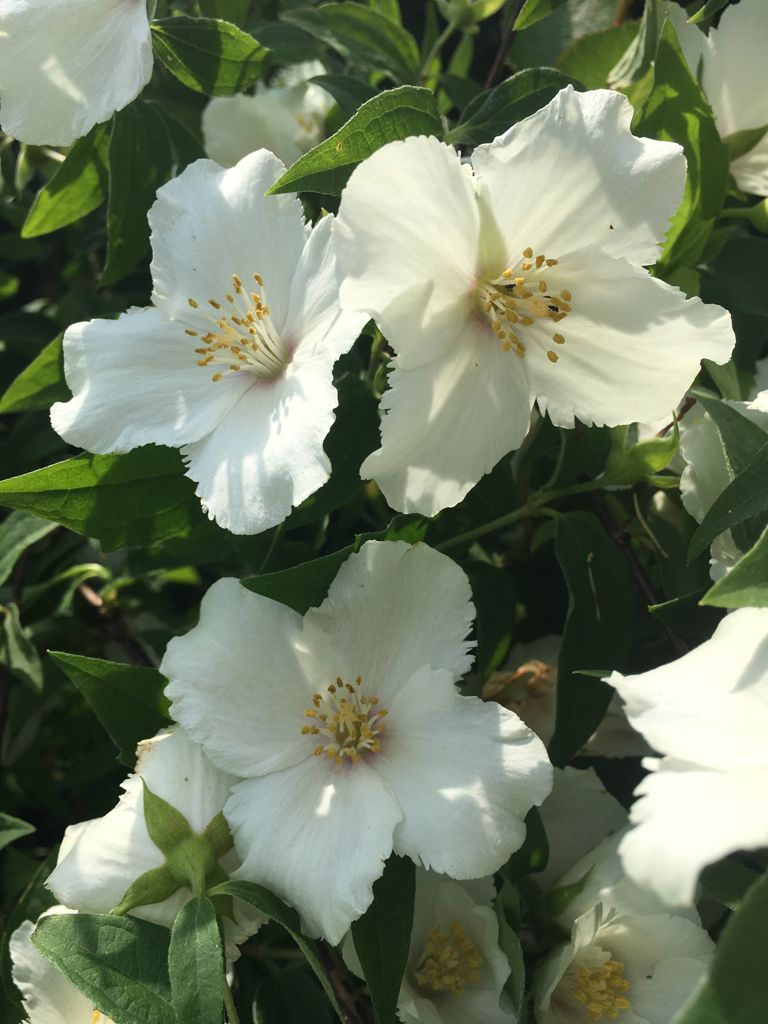 Philadelphus 'Belle Etoile' Gartenjasmin 'Belle Etoile'