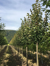 Tilia cordata 'Greenspire' Amerikan.Stadtlinde