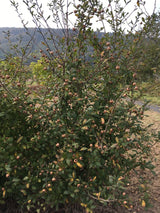 Mespilus germanica Mispel