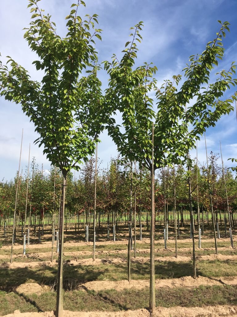 Prunus serrulata 'Kanzan' Japan.Nelkenkirsche 'Kanzan'