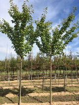Prunus serrulata 'Kanzan' Japan.Nelkenkirsche 'Kanzan'