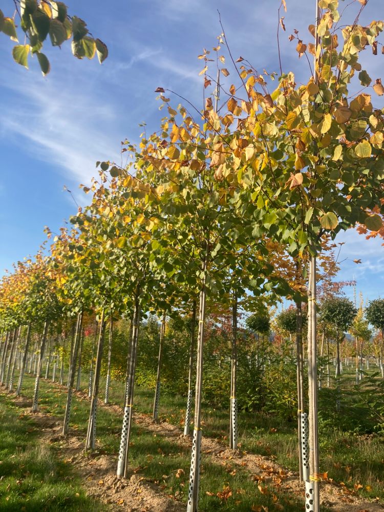 Tilia europaea 'Pallida' Kaiserlinde 'Pallida'