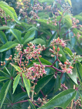 Parthenocissus quinquefolia Wilder Wein