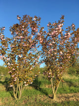 Prunus serrulata 'Kanzan' Japan.Nelkenkirsche 'Kanzan'