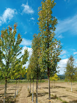Prunus padus 'Schloss Tiefurt' Traubenkirsche 'Schloss Tiefurt'