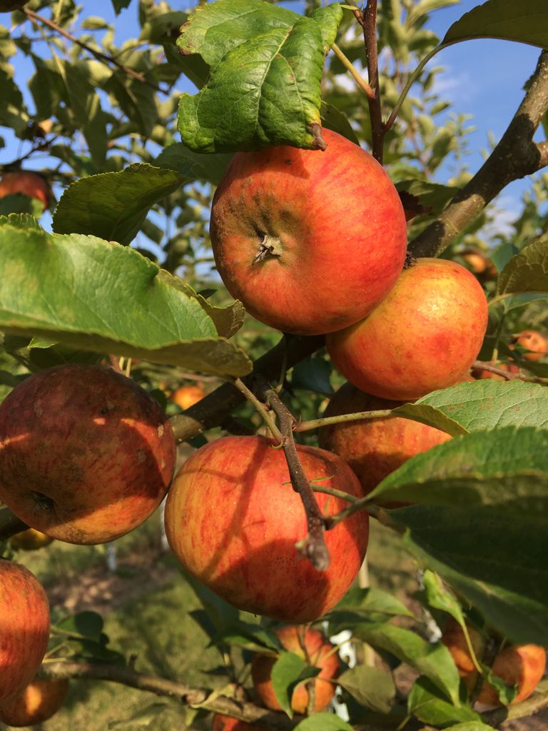 Malus 'Rubinette'  -R-                 CAC Apfel 'Rubinette'  -R-              mittel