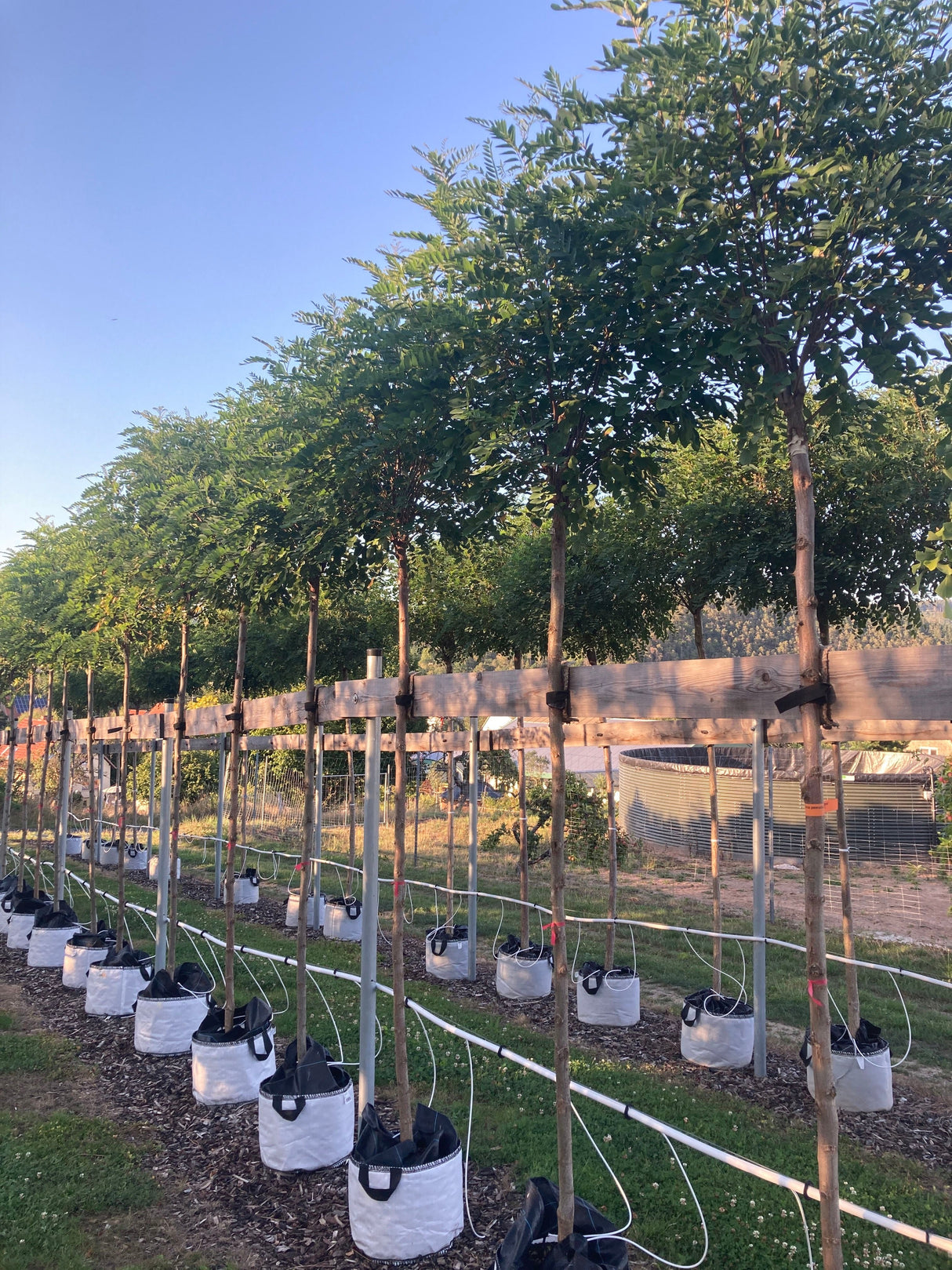 Robinia pseudoac.'Umbraculifera' Kugelakazie