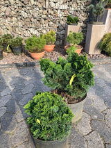 Chamaecyparis obtusa 'Nana Gracilis' Kleine Muschelzypresse 'Nana Gracilis'