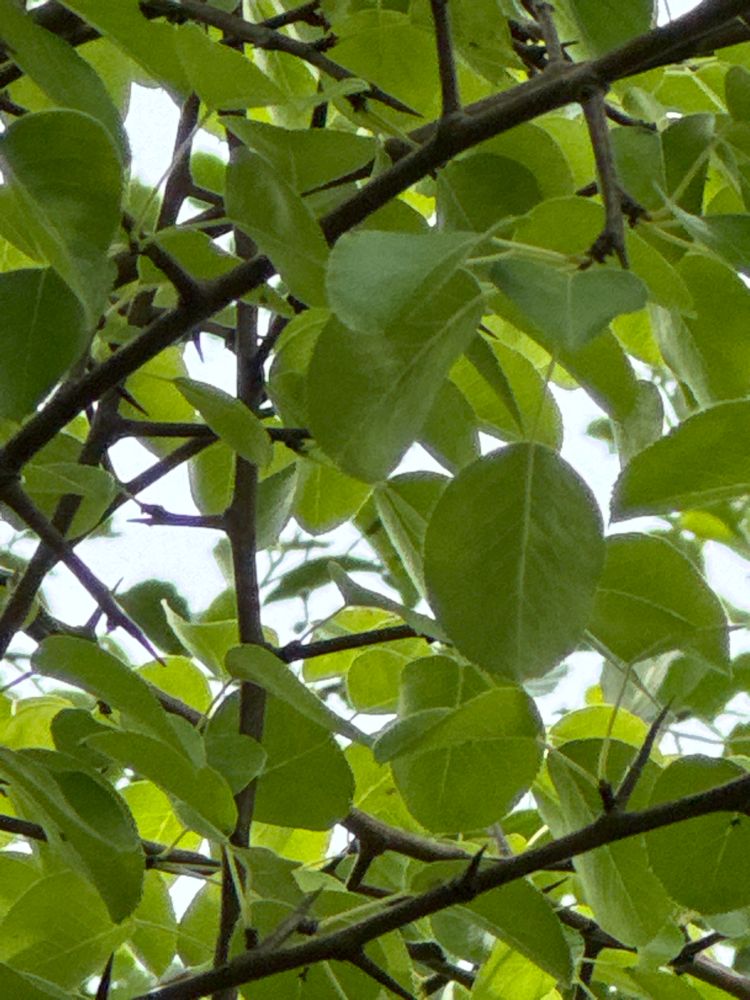 Pyrus communis 'Beech Hill' Wildbirne 'Beach Hill'