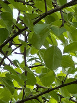 Pyrus communis 'Beech Hill' Wildbirne 'Beach Hill'