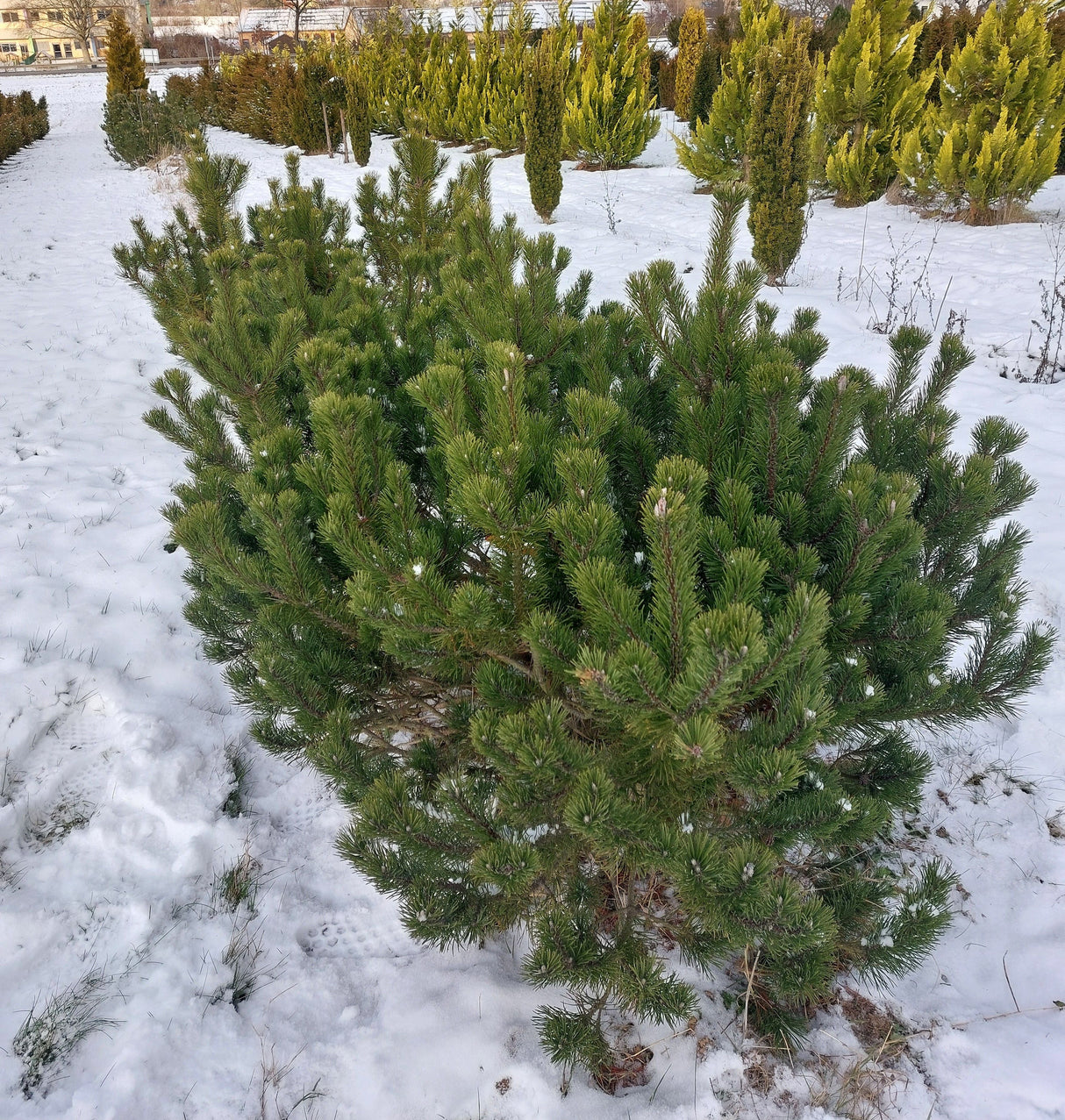 Pinus mugo pumilio Zwerg-Kiefer