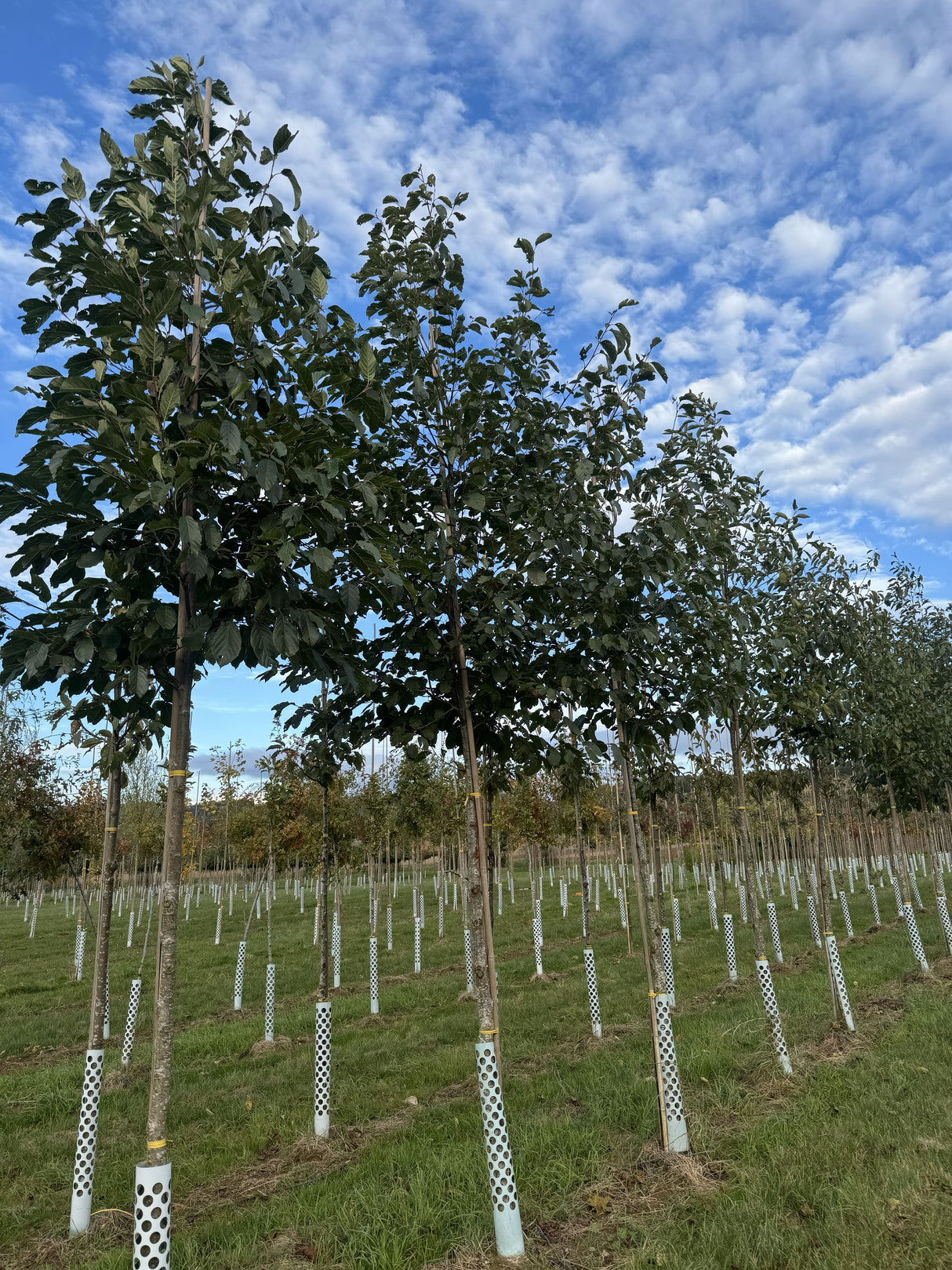 Alnus spaethii Erle spaethii