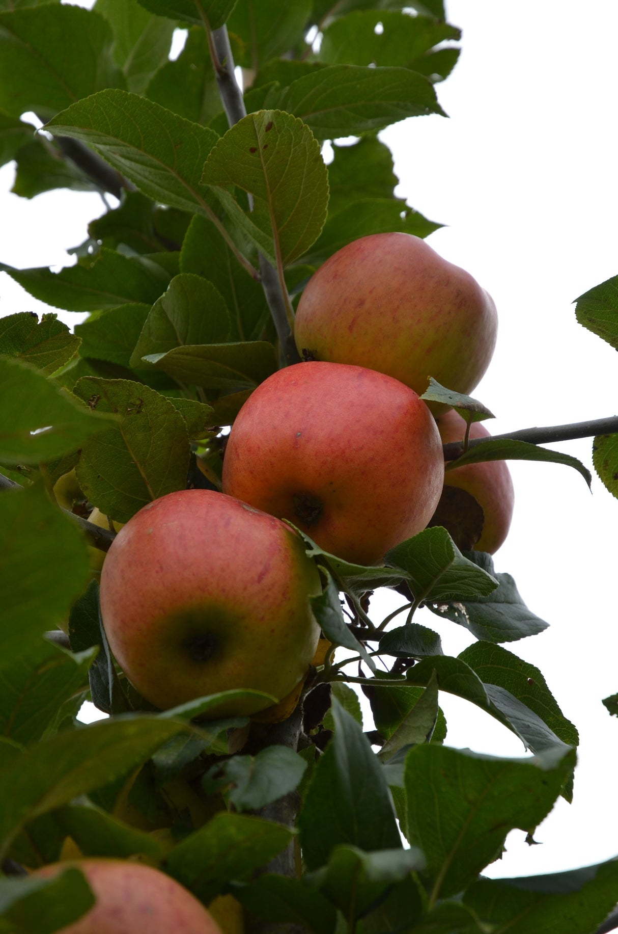 Malus 'Goldparmäne'                    CAC Apfel 'Goldparmäne'                 mittel