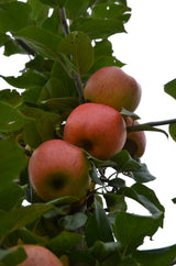 Malus 'Goldparmäne'                    CAC Apfel 'Goldparmäne'                 mittel