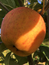 Malus 'Goldparmäne'                    CAC Apfel 'Goldparmäne'                 mittel