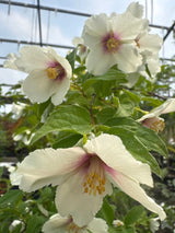 Philadelphus 'Belle Etoile' Gartenjasmin 'Belle Etoile'