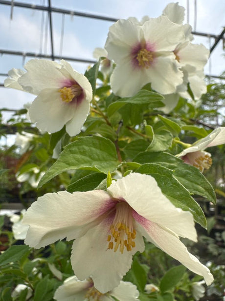 Philadelphus 'Belle Etoile' Gartenjasmin 'Belle Etoile'