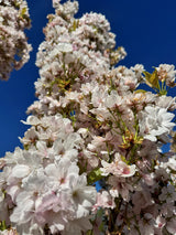 Prunus serrulata 'Amanogawa' Japan.Säulenkirsche