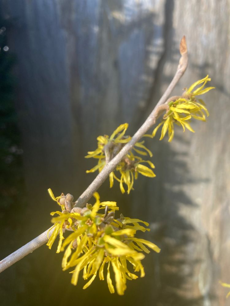 Hamamelis interm.'Westerstede' Zaubernuss 'Westerstede'
