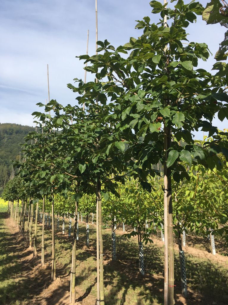 Aesculus carnea 'Briotii' Scharlachkastanie