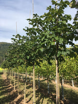 Aesculus carnea 'Briotii' Scharlachkastanie