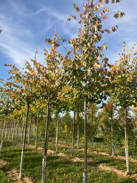 Tilia cordata Winterlinde