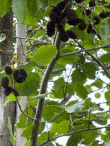 Alnus cordata Italienische Erle