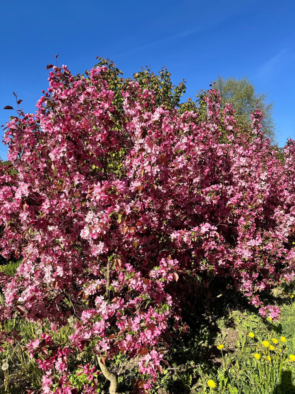 Malus 'Rudolph' Zierapfel 'Rudolph'