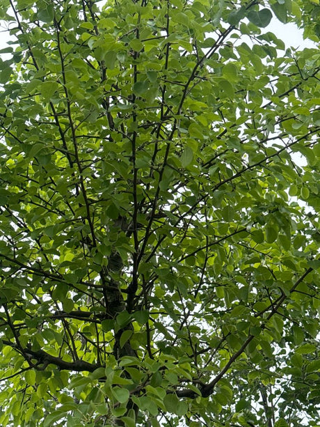 Pyrus communis 'Beech Hill' Wildbirne 'Beach Hill'