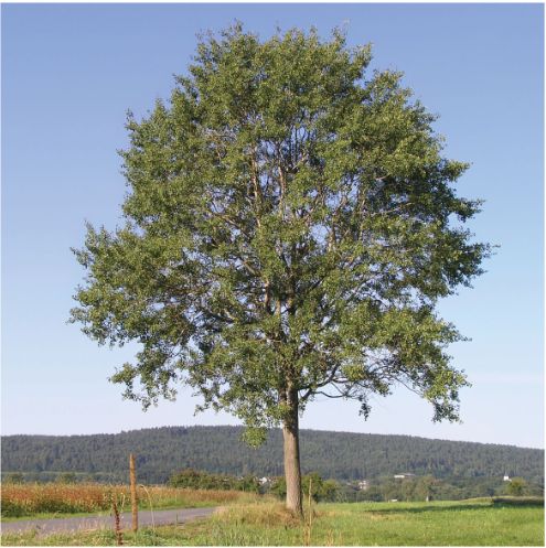 Populus tremula Zitterpappel